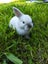 Pure Bred mini Lops bunnies Carousel 6