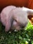 Pure Bred mini Lops bunnies Carousel 7