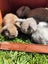 Pure Bred mini Lops bunnies Carousel 8