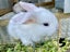 Purebred Mini lop kits Carousel 10
