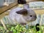 Purebred Mini lop kits Carousel 13