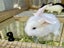 Purebred Mini lop kits Carousel 17