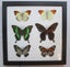 6 x Butterflies from around the world (Frame #4) Carousel 1