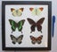 6 x Butterflies from around the world (Frame #4) Carousel 2