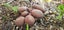 2KG - Edible Garden Giant Mushroom Starter Seed Carousel 4