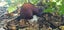 2KG - Edible Garden Giant Mushroom Starter Seed Carousel 7