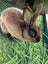 Purebred Standard Rex Rabbits Carousel 17