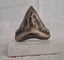 Bronze Megalodon tooth Carousel 1