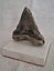 Bronze Megalodon tooth Carousel 3