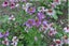 Schizanthus 'ANGEL WINGS MIX' seed x 30 ~ Borders, Beds, Containers, Cut Flowers Carousel 3