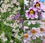Schizanthus 'ANGEL WINGS MIX' seed x 30 ~ Borders, Beds, Containers, Cut Flowers Carousel 1