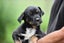 Phattie 1 - rescue litter Bearded Collie x blue heeler/huntaway Carousel 3