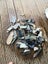 $1 reserve Pounamu greenstone etc bits and bobs offcuts 1.8 kg Carousel 2