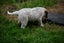 Phattie 2 - rescue litter Bearded Collie x blue heeler/huntaway Carousel 7