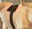 Red Light Therapy Wrap Equine Horse - 120 Bulb - Red 660nm & IR 850nm - 40x40cm Carousel 1