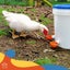 New Chicken Water Feeder on Afterpay Carousel 7