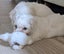 Puppies Bichon Frise x Shih Tzu x Maltese Carousel 3