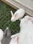 Purebred Flemish giant baby rabbits Carousel 8