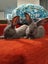 Purebred Flemish Giants Carousel 3