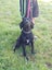 Scout the German Short Haired Pointer x Lab Gisborne Pound Dog Carousel 3