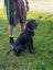 Scout the German Short Haired Pointer x Lab Gisborne Pound Dog Carousel 4