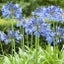 Agapanthus Plants x 100. plants- great for holding up banks from erosion Carousel 1