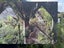 Printed Canvas of Heaphy Track Nikau palm glade Carousel 4