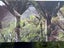 Printed Canvas of Heaphy Track Nikau palm glade Carousel 5