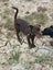 Purebred Kelpie Pups Carousel 8