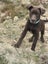 Purebred Kelpie Pups Carousel 7