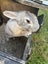 Purebred Flemish giant baby rabbits Carousel 12