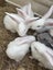 Purebred Flemish giant baby rabbits Carousel 14