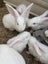 Purebred Flemish giant baby rabbits Carousel 2