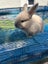 Purebred minilop baby rabbits Carousel 6