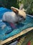 Purebred minilop baby rabbits Carousel 2