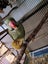 LOST MALE ALEXANDRINE Carousel 4