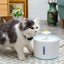 Ape Basics: Pet Electric Water Dispenser Carousel 2