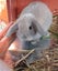 Mini Lop Rabbits Carousel 1