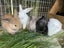 Purebred Mini lop kits Carousel 1