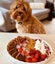 Moose the Cavoodle Stud Carousel 1