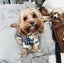 Moose the Cavoodle Stud Carousel 2