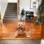 Moose the Cavoodle Stud Carousel 3