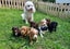 Moose the Cavoodle Stud Carousel 4