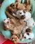 Moose the Cavoodle Stud Carousel 5