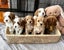 Moose the Cavoodle Stud Carousel 6