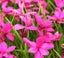 Rhodohypoxis claret dark pink plant Carousel 1