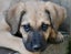 Rudolph - German Shepherd x, pound rescue puppy, very friendly and intelligent Carousel 7
