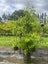 Pyrus Calleryana Kea 45L, ht. 1.6-2.5m...x2 (Lot #4) Carousel 2