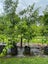 Pyrus Calleryana Kea 45L, ht. 1.6-2.5m...x2 (Lot #4) Carousel 3