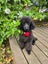 Toy poodle puppy Carousel 1